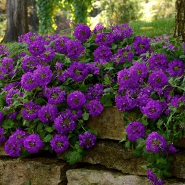 «Purple Spark» - Organic Verbena Seeds