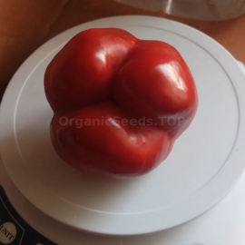 «Alenka» - Organic Pepper Seeds