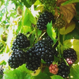 «Black Satin» - Organic Blackberry Seeds