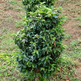 Coffee (Coffea Arabica) - Organic Seeds