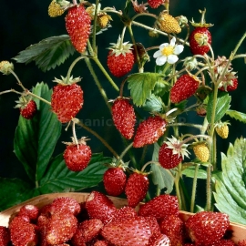 «Rozea» - Organic Alpine Strawberry Seeds