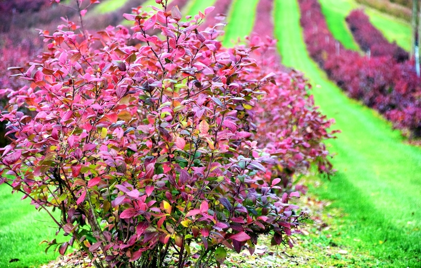 Shrubs for Fall