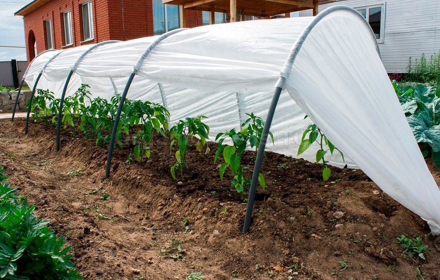Greenhouses: How to Choose & Where to Buy