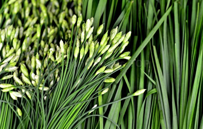 8 Surprising Benefits of Chives