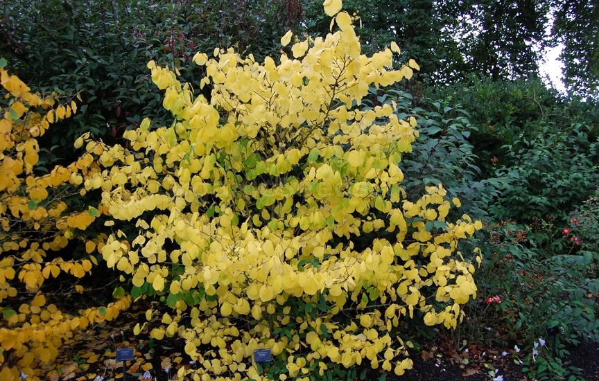 Hamamelis virginiana