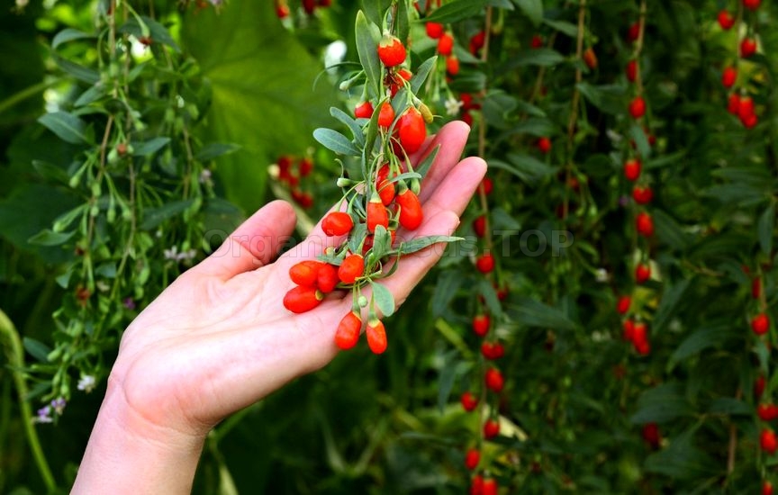 9 Impressive Health Benefits of Goji Berries