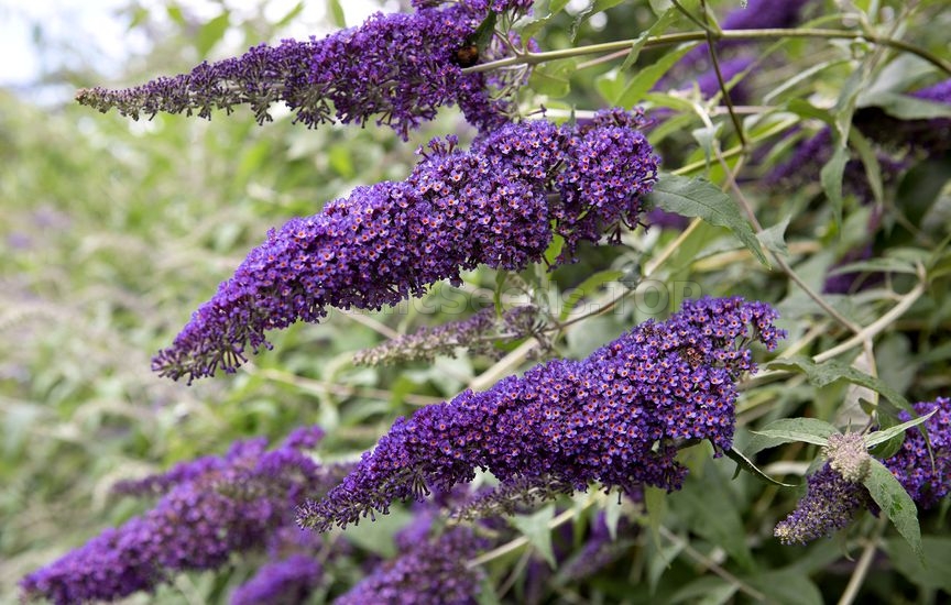 How To Grow Butterfly Bush