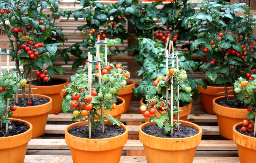 How to Grow Organic Tomatoes in a Container