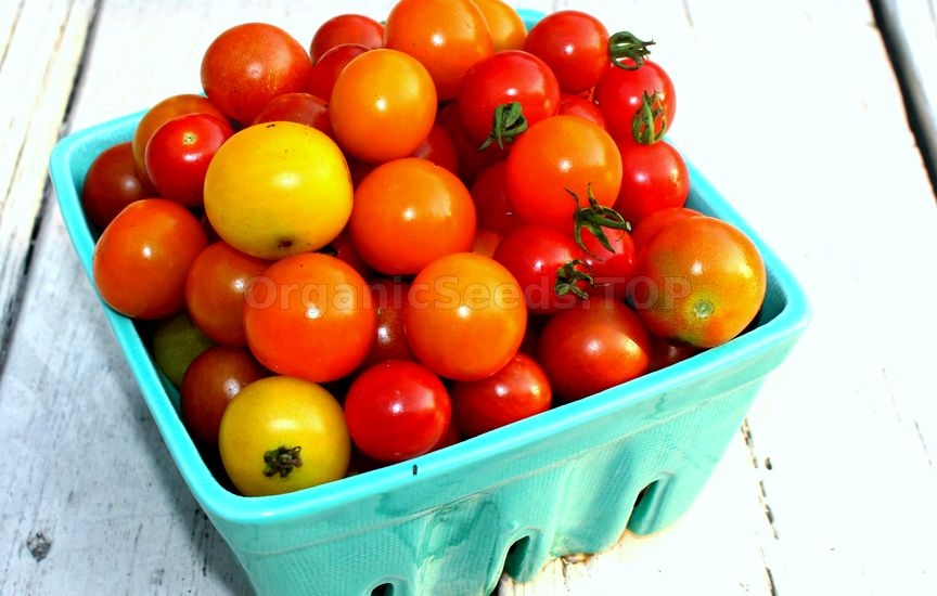 Guide to Heirloom Tomatoes