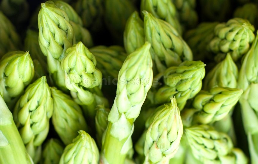 How to Grow Asparagus