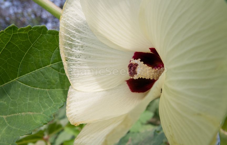 How to Growing Okra