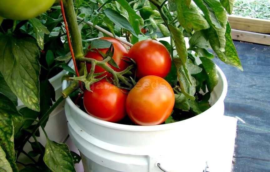 Tomatoes in a Container