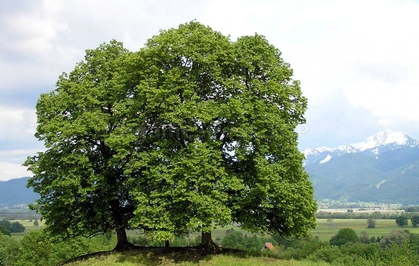 How to Grow Amur Lime (Tilia Amurensis)