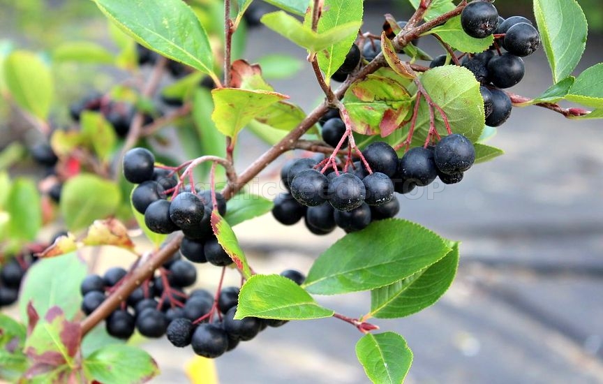 How to Grow Aronia Berries