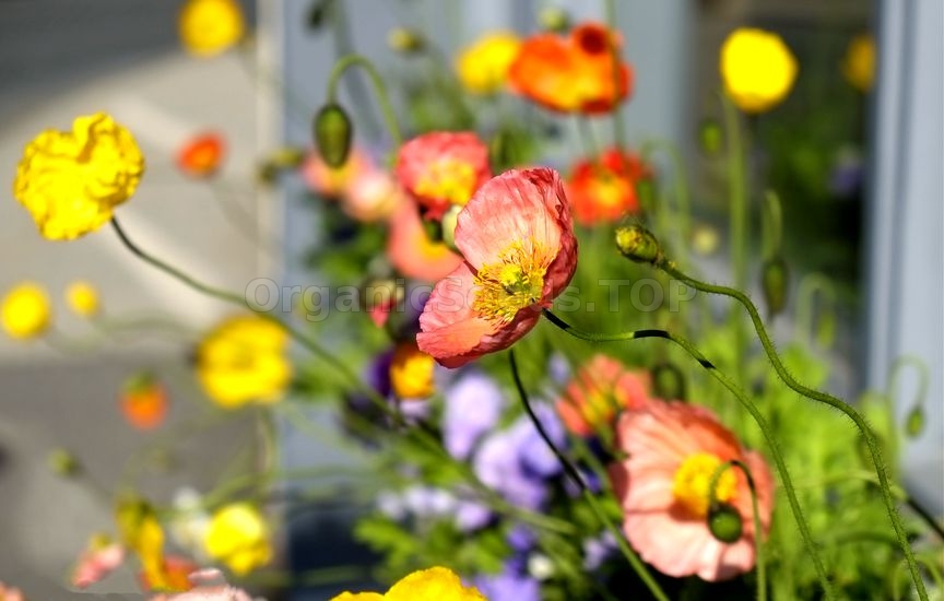 How To Grow Iceland Poppies