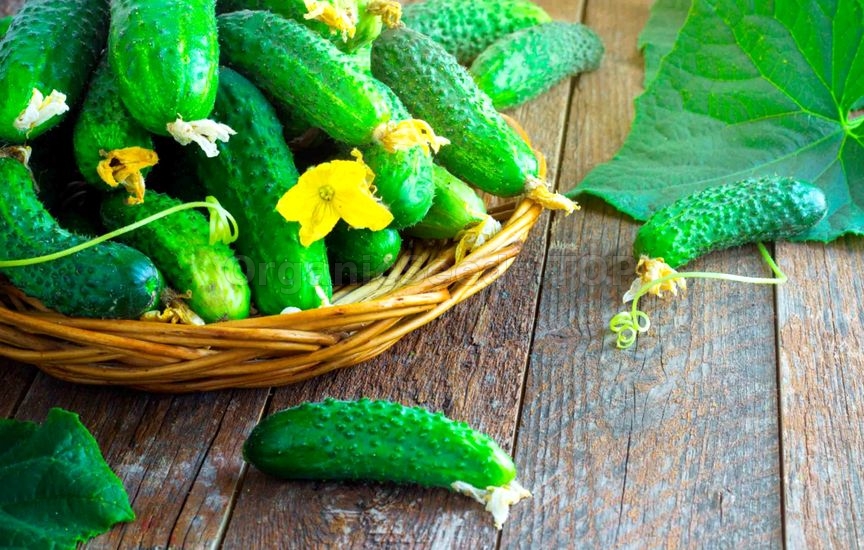 Everything You Need To Know About Growing Crisp Cucumbers