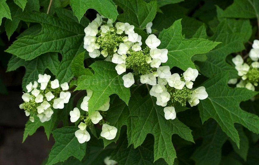 Hydrangea quercifolia