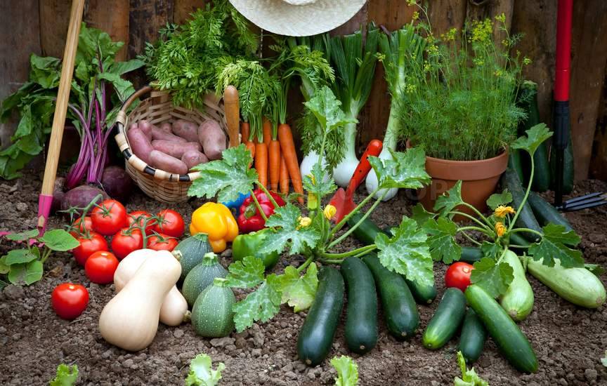 Vegetable Gardening