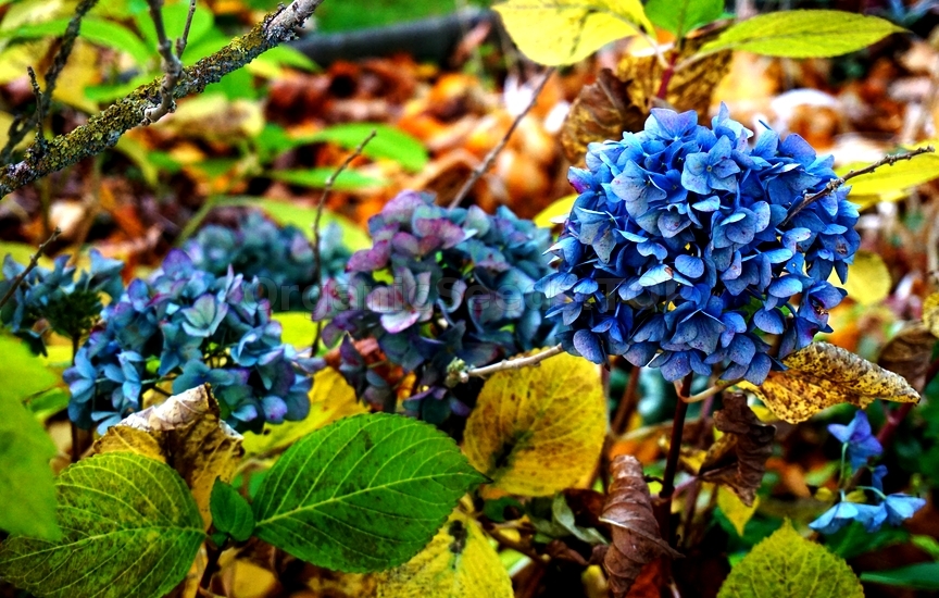 Shrubs for Fall