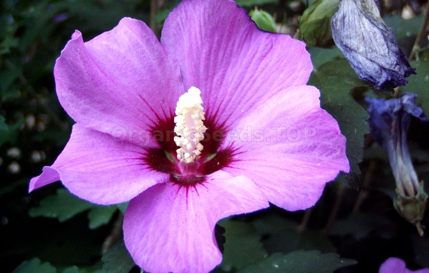 How to Grow a Rose of Sharon