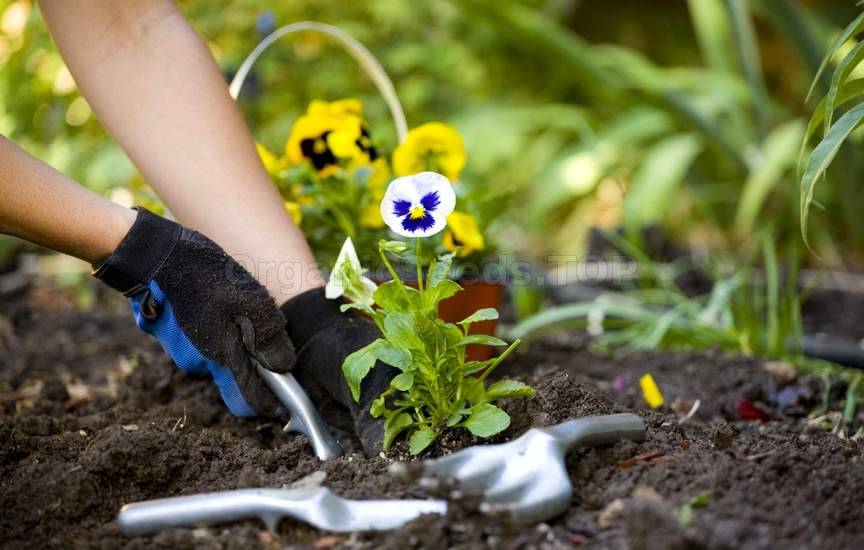 Garden Tips For Beginner