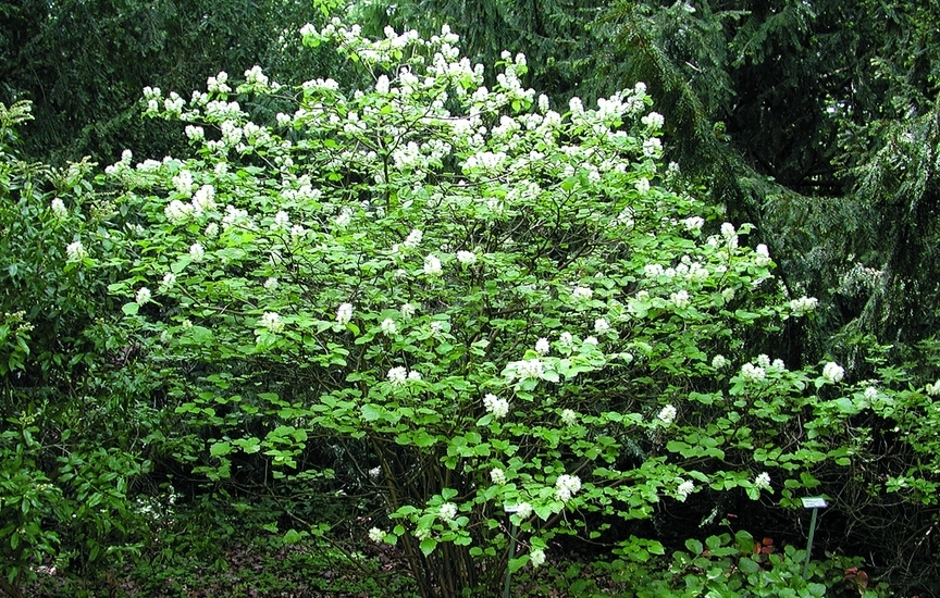 Fothergilla major