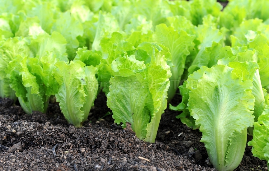 Soil for Salad
