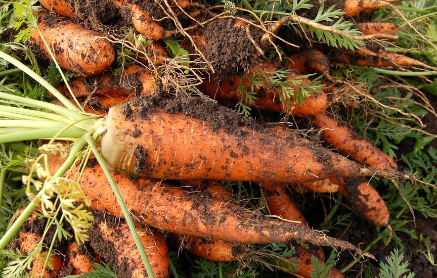 How To Grow Carrots