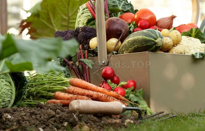 Planting Fall Vegetables