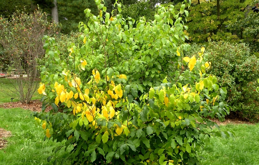 Lindera benzoin