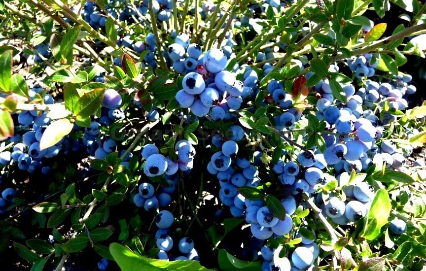 Vaccinium corymbosum