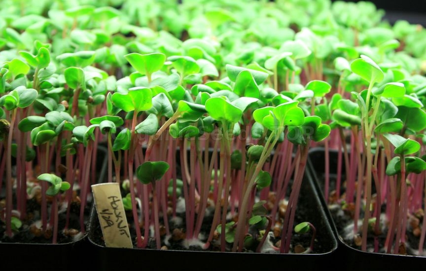 How to Grow Microgreens Indoors
