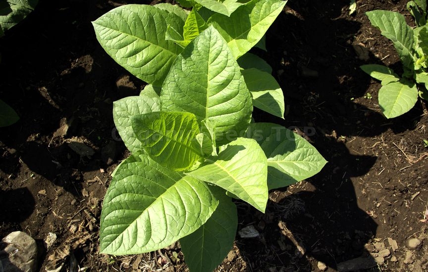 How to Grow Tobacco