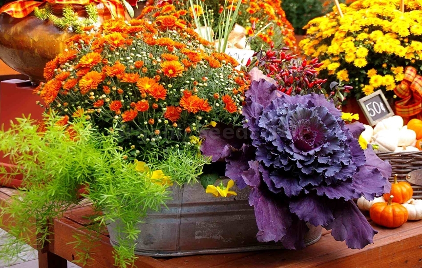10 Favorite Flowers for the Fall Landscape
