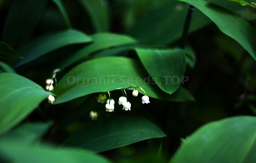 How To Care For and Grow Lily Of The Valley Plant