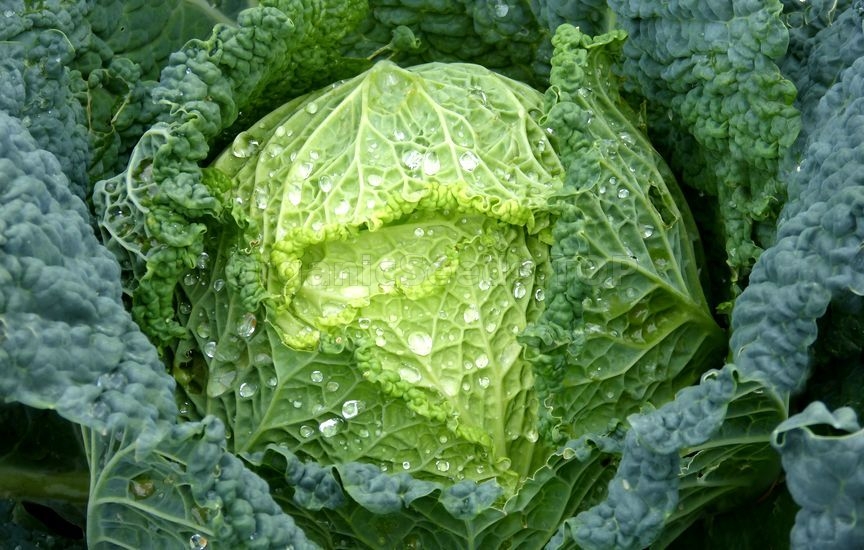 Grow your own Cabbages