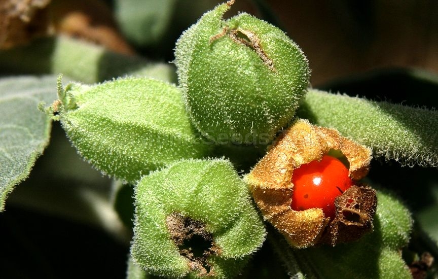 Cultivation of Ashwagandha