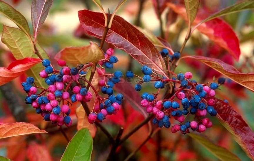 Viburnum nudum