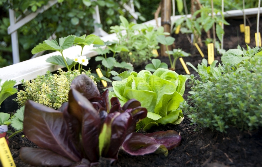 How To Grow Salad Greens All Year