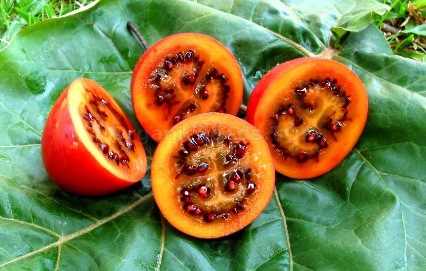 How to grow tamarillos