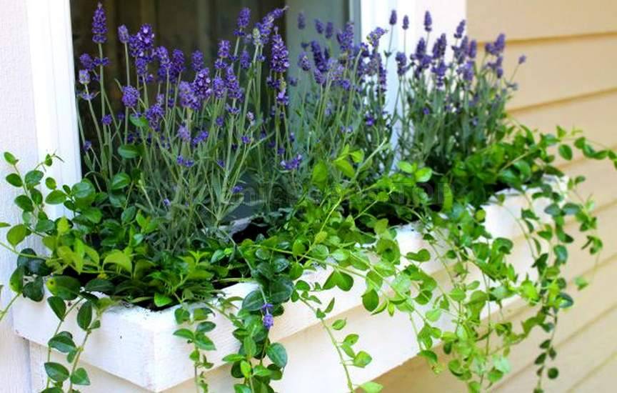 Image of Lavender and mint planted in a window box together
