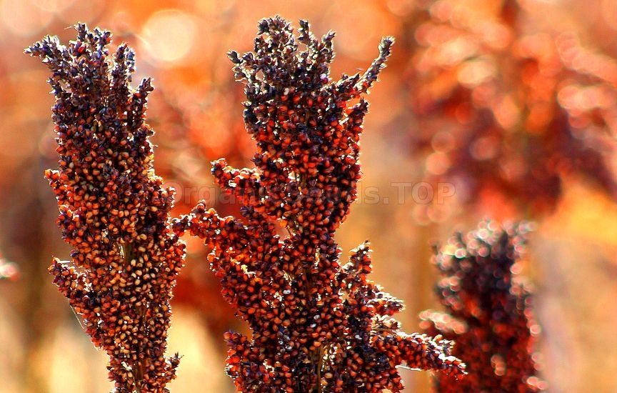 Sorghum Facts and Health Benefits