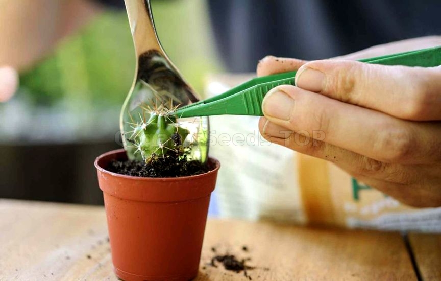 How to grow cacti