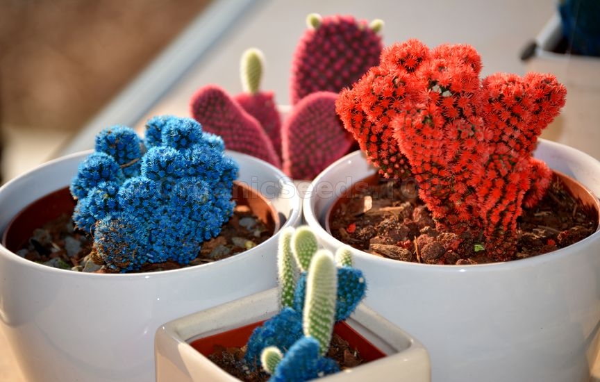 How to grow cacti from seed