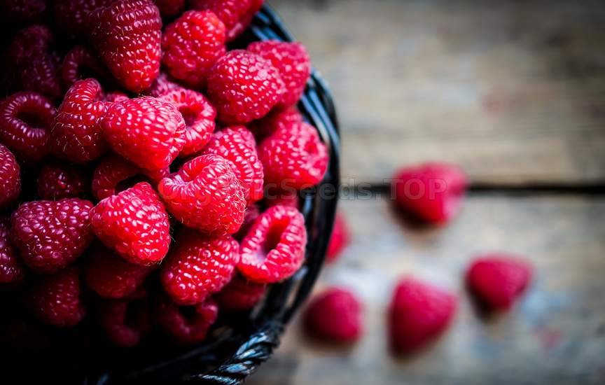 How to Grow Raspberries