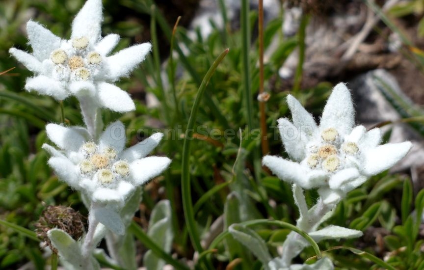 How To Grow Edelweiss