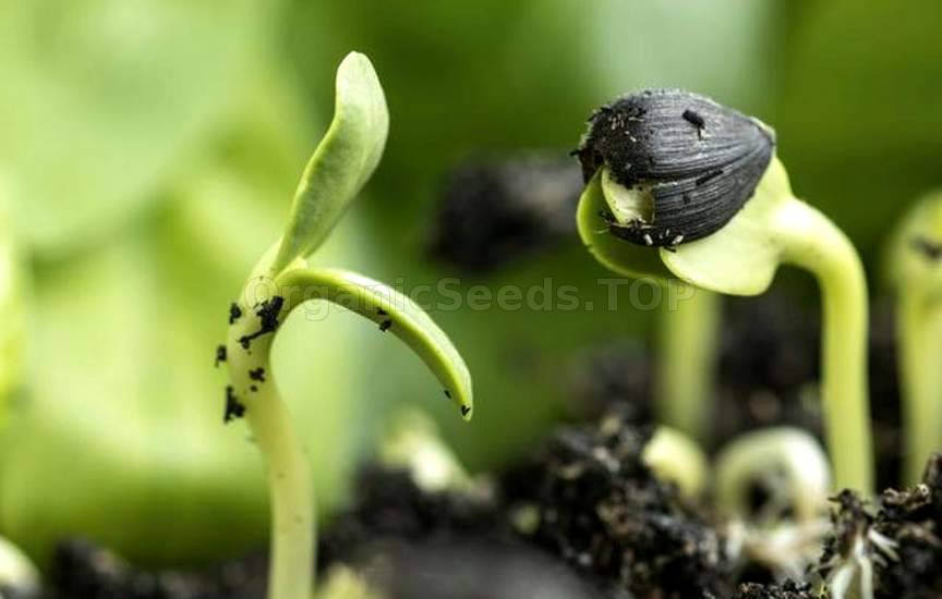 Vegetable Seeds Indoors