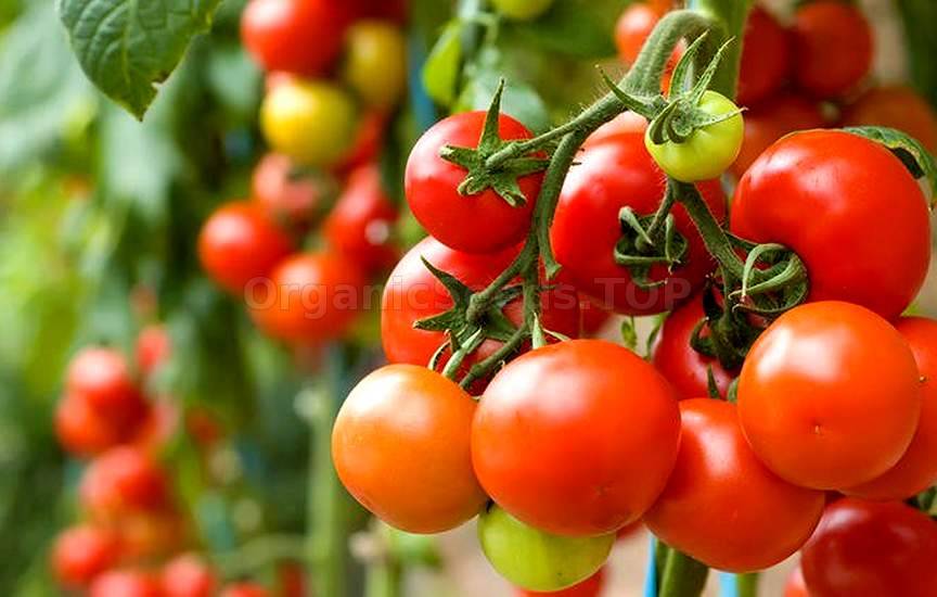 Secrets To Growing Plump Tomatoes