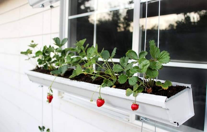 How to Build a Hanging Strawberry Planter