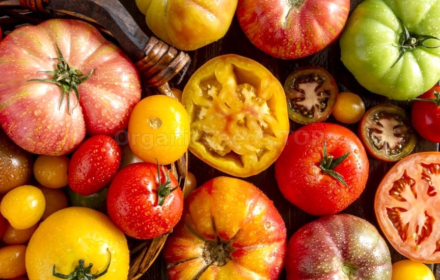 Guide to Heirloom Tomatoes